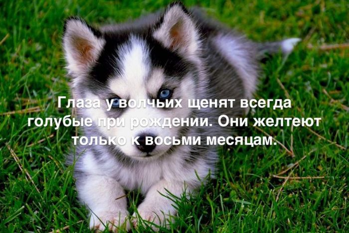 Любопытные и интересные факты обо всем на свете