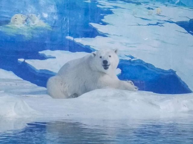 «Cамый грустный белый медведь в мире» спустя два года