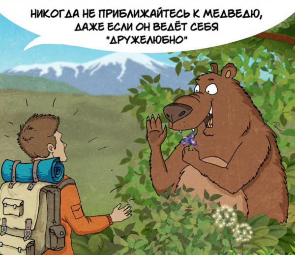 Факты которые нужно знать о медведях