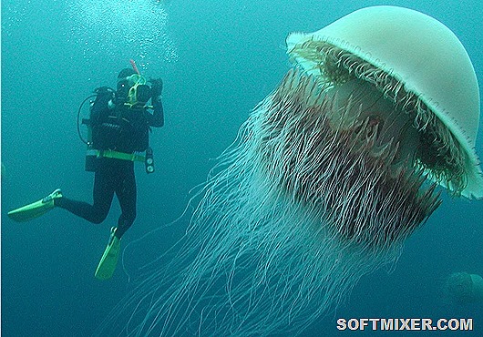 Самые опасные медузы в мире Самые опасные медузы в мире