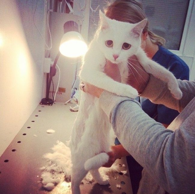 Грустный кот
