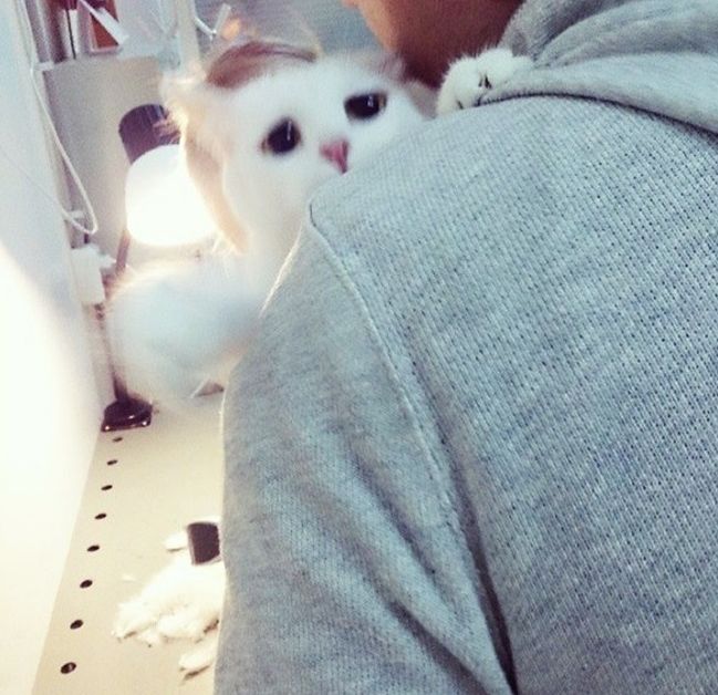 Грустный кот
