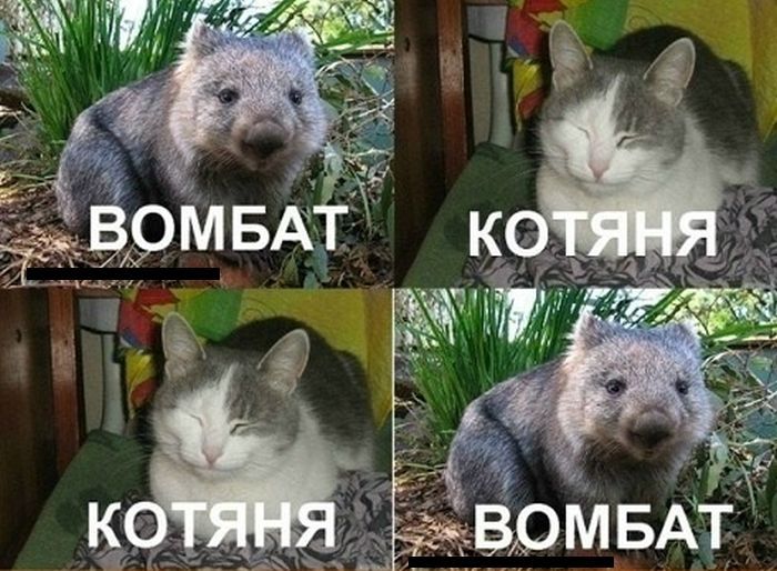 "Комбат, батяня, котяня, вомбат!" (5 картинок)