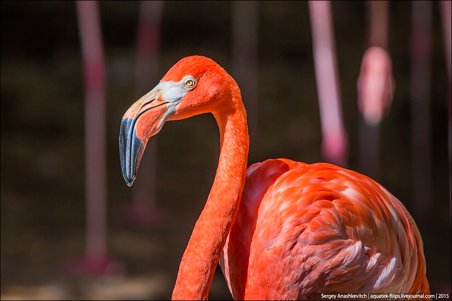 10 дней в Доминикане глазами туриста 10 дней в Доминикане глазами туриста