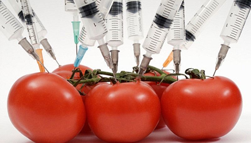 Генетически модифицированные продукты (8 фото) Генетически модифицированные продукты (8 фото)