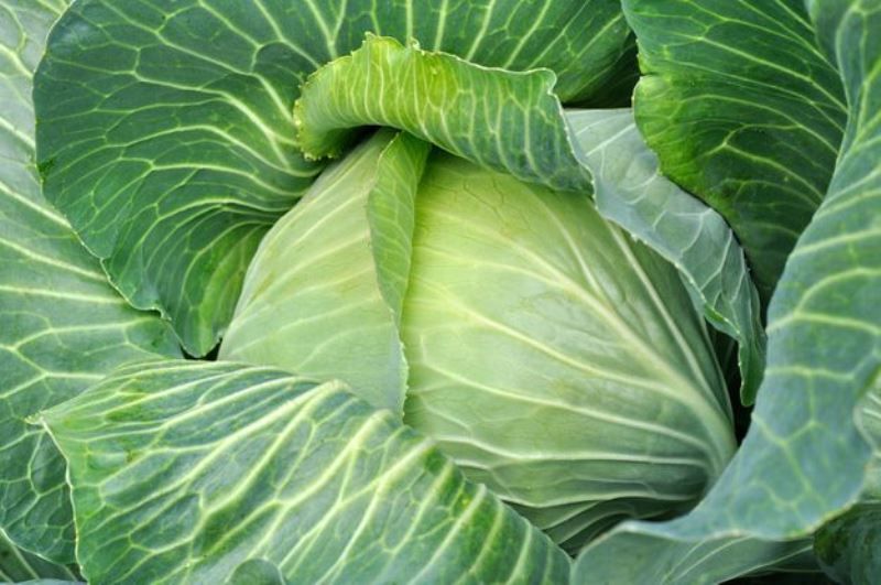 Генетически модифицированные продукты (8 фото) Генетически модифицированные продукты (8 фото)