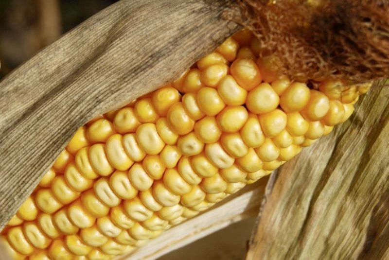 Генетически модифицированные продукты (8 фото) Генетически модифицированные продукты (8 фото)