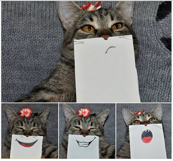 Забавные и симпатичные котики