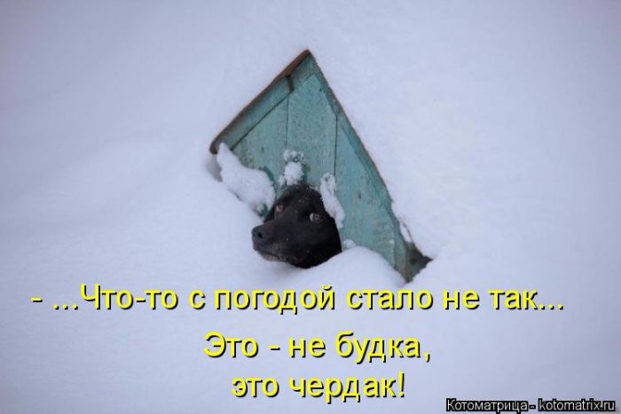 Лучшие котоматрицы недели