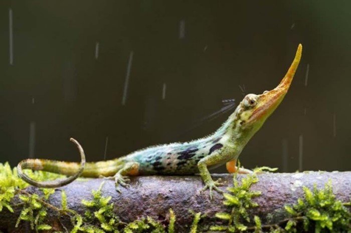 Необычные явления нашей планеты из журнала National Geographic Необычные явления нашей планеты из журнала National Geographic