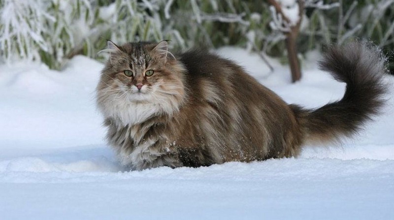 Самые крупные породы кошек Самые крупные породы кошек