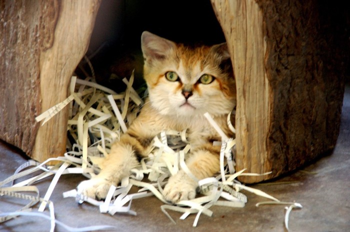 Барханный кот всегда остается похожим на котенка