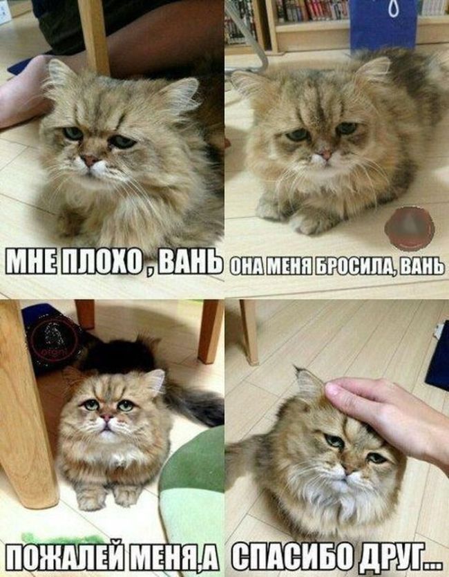 Смешные картинки с надписями