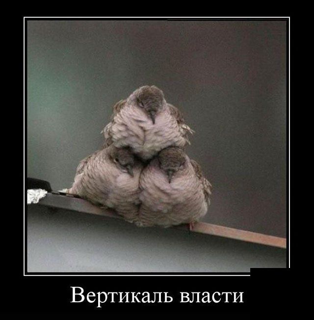 Демотиваторы