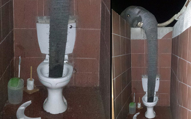 Животные в фотографиях Животные в фотографиях