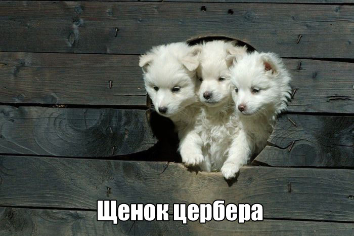 Прикольные картинки