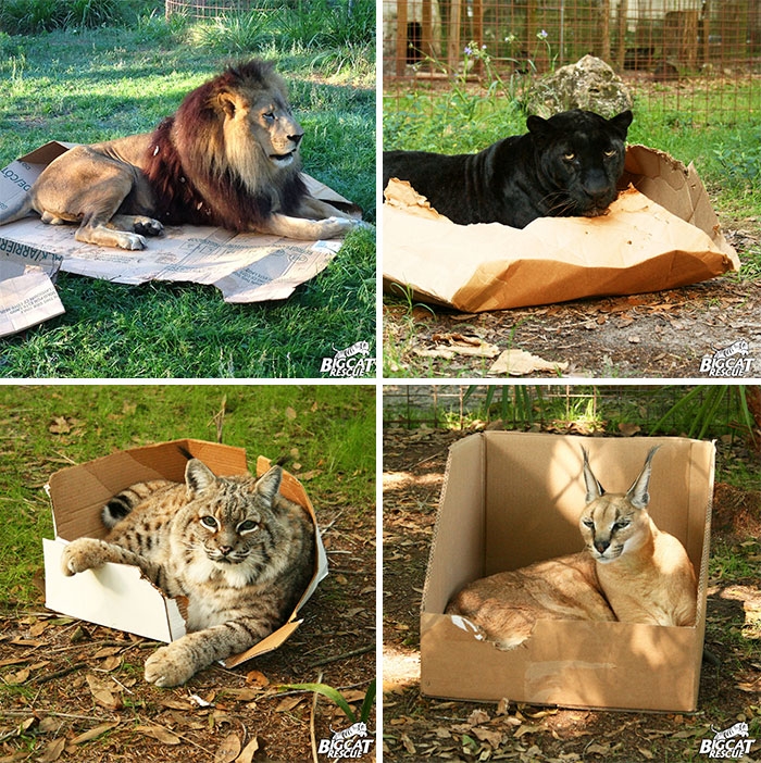 25 кошек, которые любят сидеть в самых не подходящих для этого местах 25 кошек, которые любят сидеть в самых не подходящих для этого местах