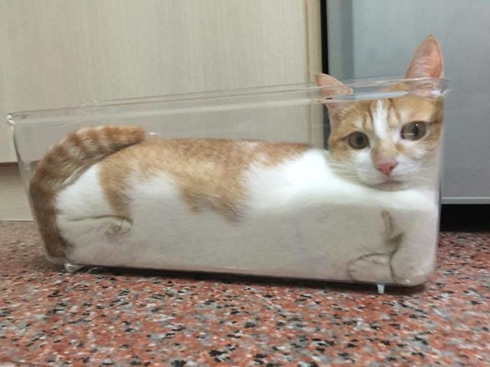 25 кошек, которые любят сидеть в самых не подходящих для этого местах 25 кошек, которые любят сидеть в самых не подходящих для этого местах