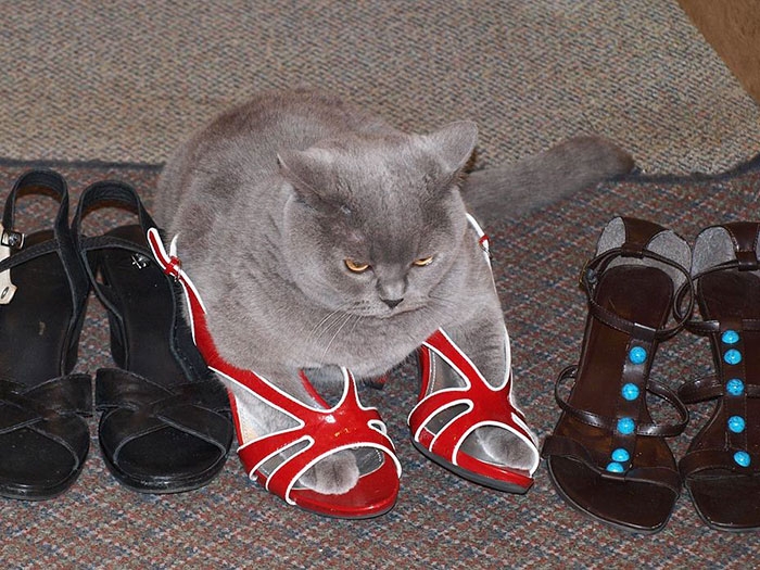25 кошек, которые любят сидеть в самых не подходящих для этого местах 25 кошек, которые любят сидеть в самых не подходящих для этого местах