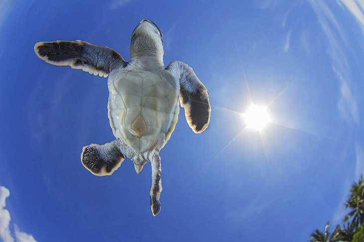 Лучшее с конкурса фотографии National Geographic 2013