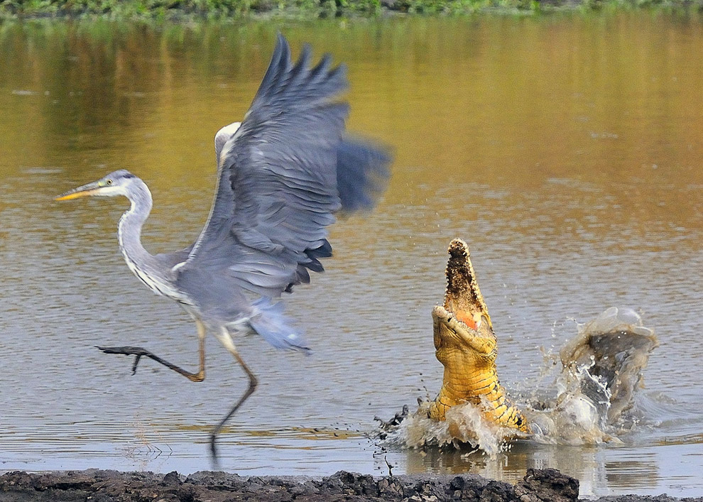 Лучшее с конкурса фотографии National Geographic 2013