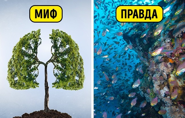 Экологические мифы нашей реальности Экологические мифы нашей реальности