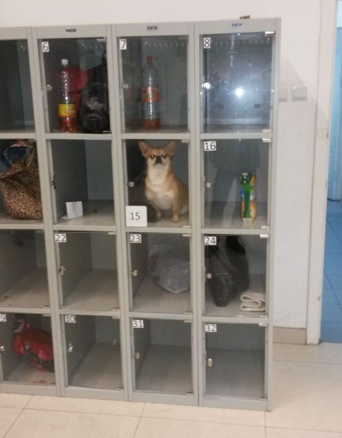 Прикольные картинки