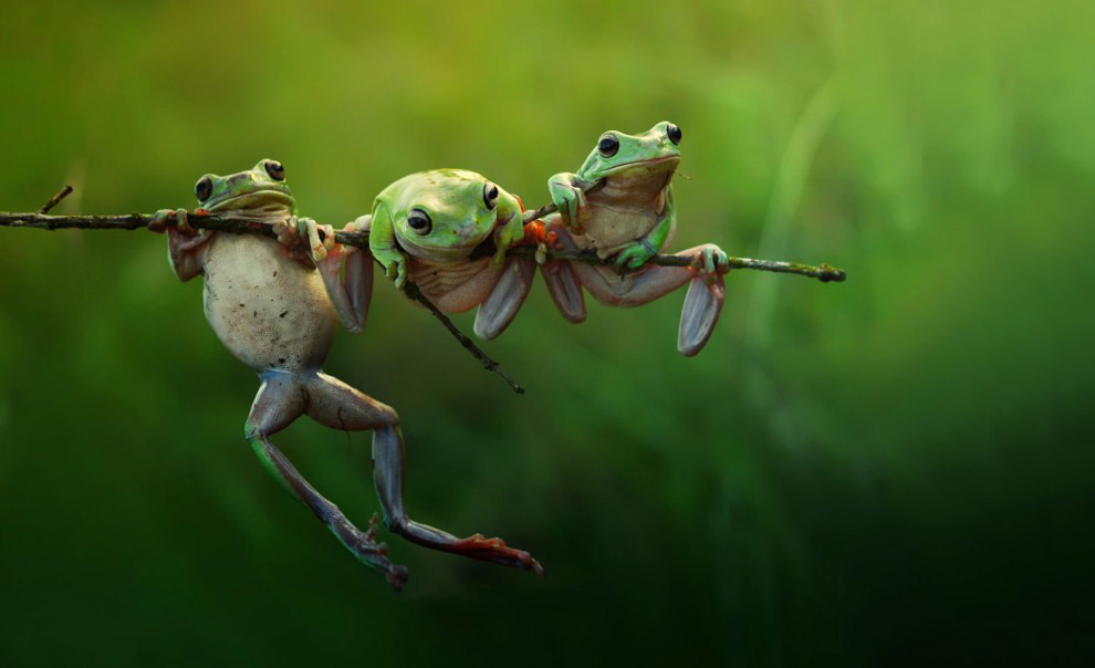Животные в фотографиях Животные в фотографиях