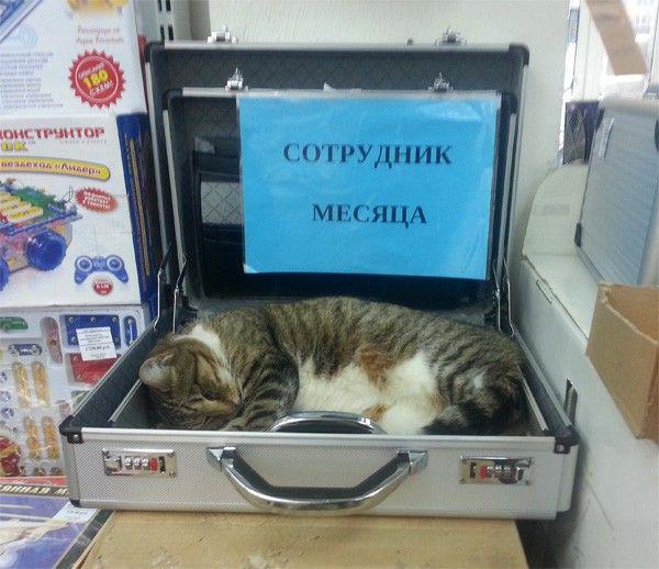 Прикольные картинки