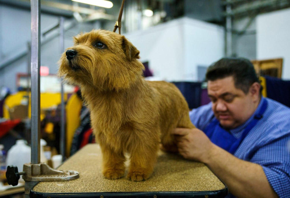Конкурс собачьей красоты: Westminster Kennel Club 2018 Конкурс собачьей красоты: Westminster Kennel Club 2018