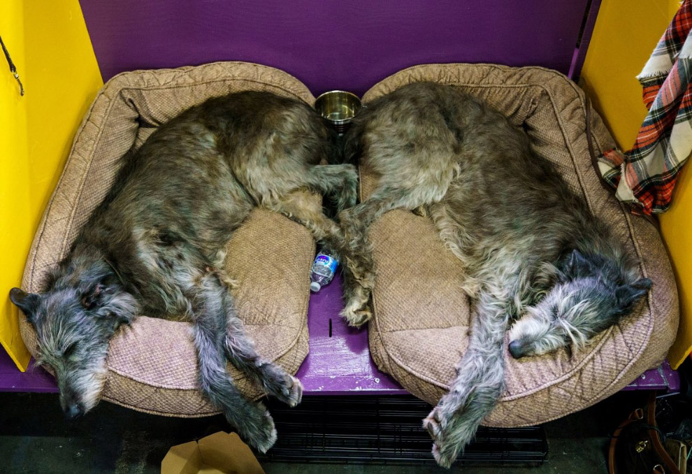 Конкурс собачьей красоты: Westminster Kennel Club 2018 Конкурс собачьей красоты: Westminster Kennel Club 2018