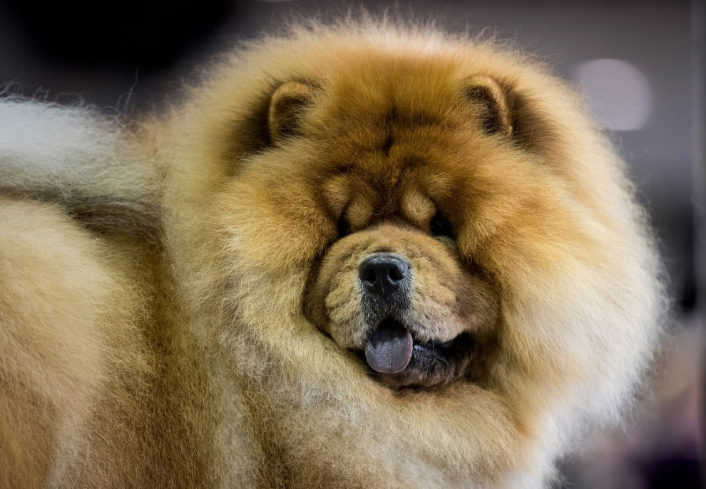 Конкурс собачьей красоты: Westminster Kennel Club 2018 Конкурс собачьей красоты: Westminster Kennel Club 2018