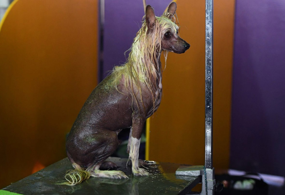 Конкурс собачьей красоты: Westminster Kennel Club 2018 Конкурс собачьей красоты: Westminster Kennel Club 2018