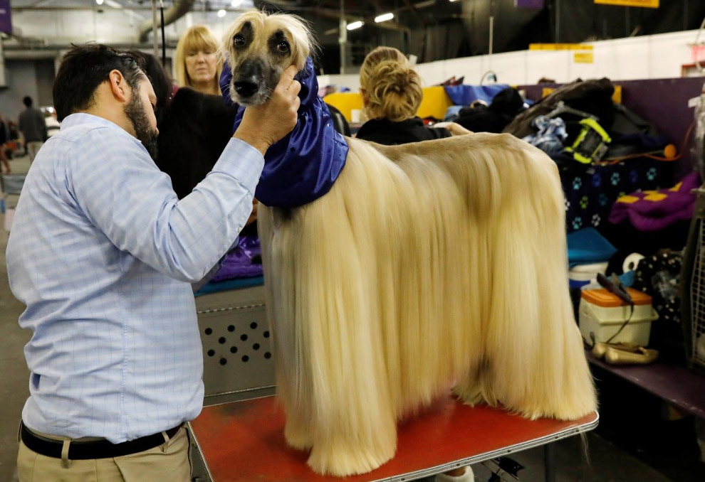 Конкурс собачьей красоты: Westminster Kennel Club 2018 Конкурс собачьей красоты: Westminster Kennel Club 2018