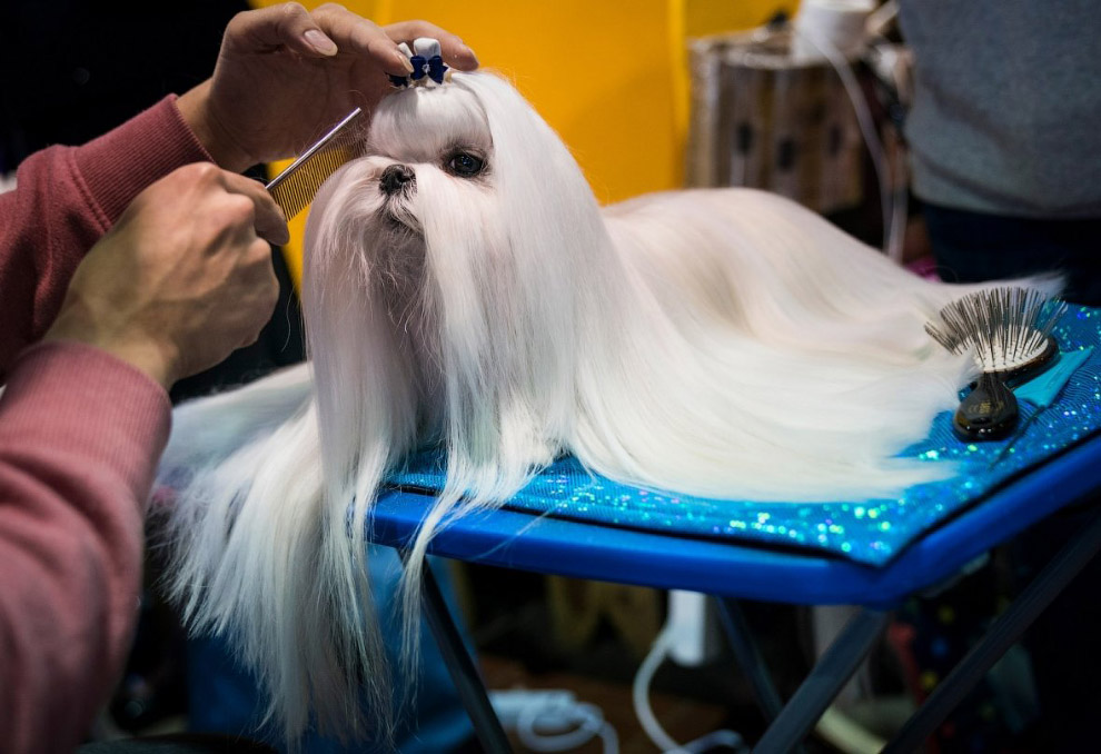 Конкурс собачьей красоты: Westminster Kennel Club 2018 Конкурс собачьей красоты: Westminster Kennel Club 2018