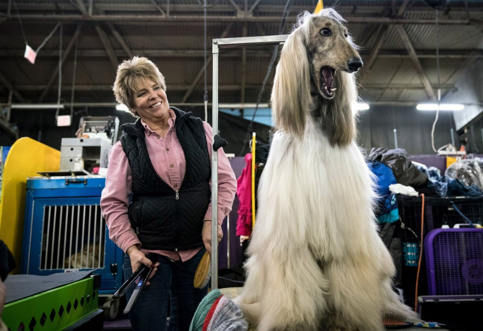 Конкурс собачьей красоты: Westminster Kennel Club 2018 Конкурс собачьей красоты: Westminster Kennel Club 2018