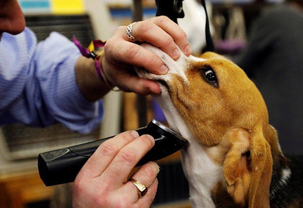 Конкурс собачьей красоты: Westminster Kennel Club 2018 Конкурс собачьей красоты: Westminster Kennel Club 2018