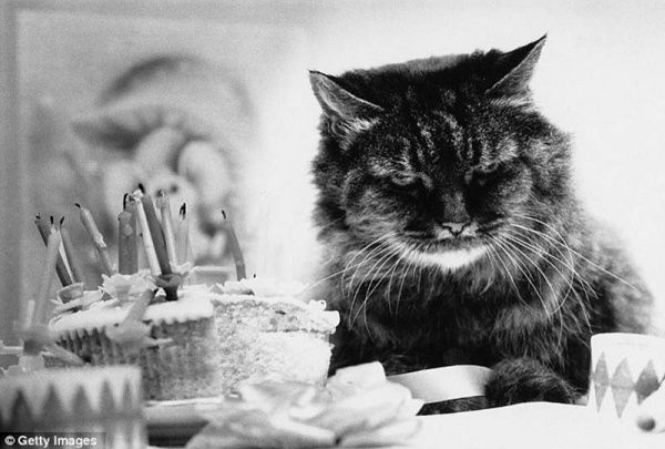 Коты «доинтернетного» периода