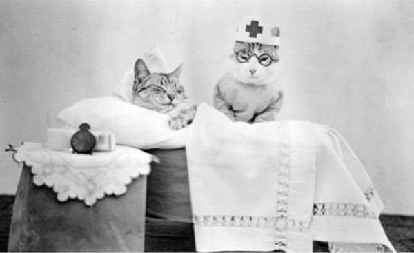 Коты «доинтернетного» периода