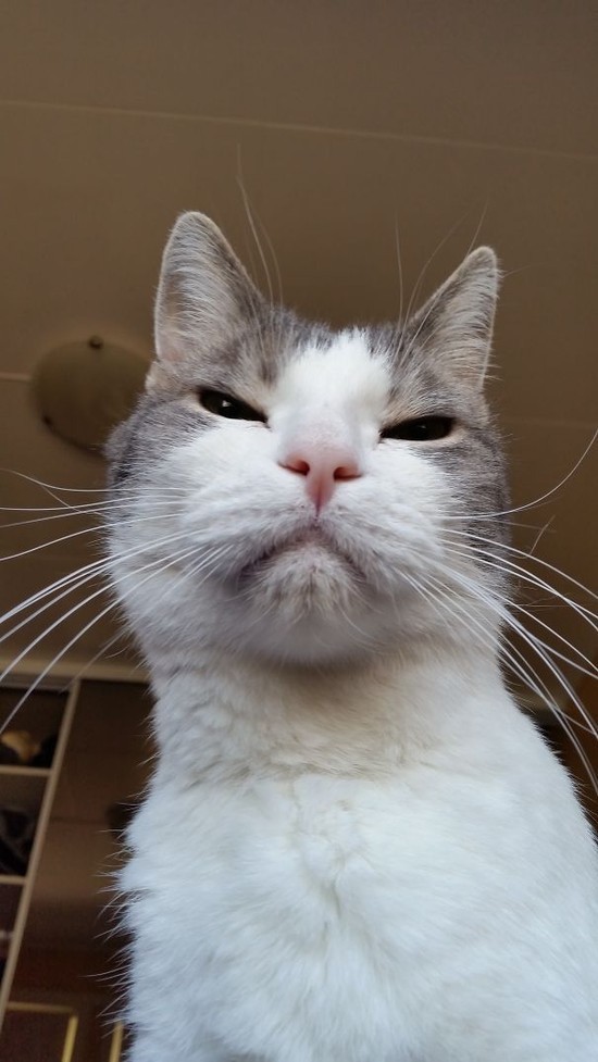 Коты, которые явно задумали что-то нехорошее
