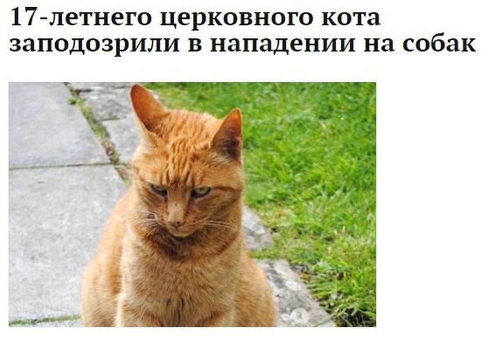 Порция картинок