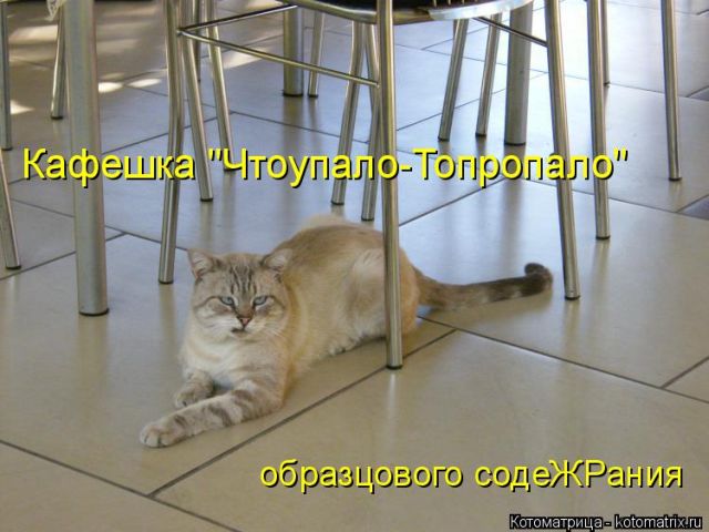 Лучшие котоматрицы недели