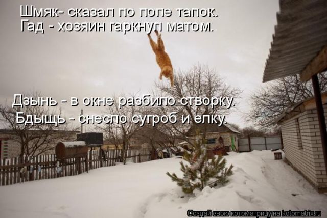 Лучшие котоматрицы недели