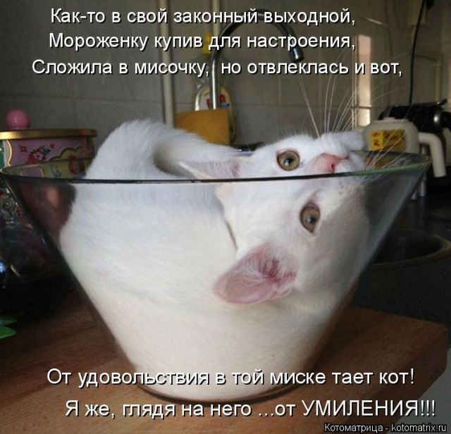 Лучшие котоматрицы недели