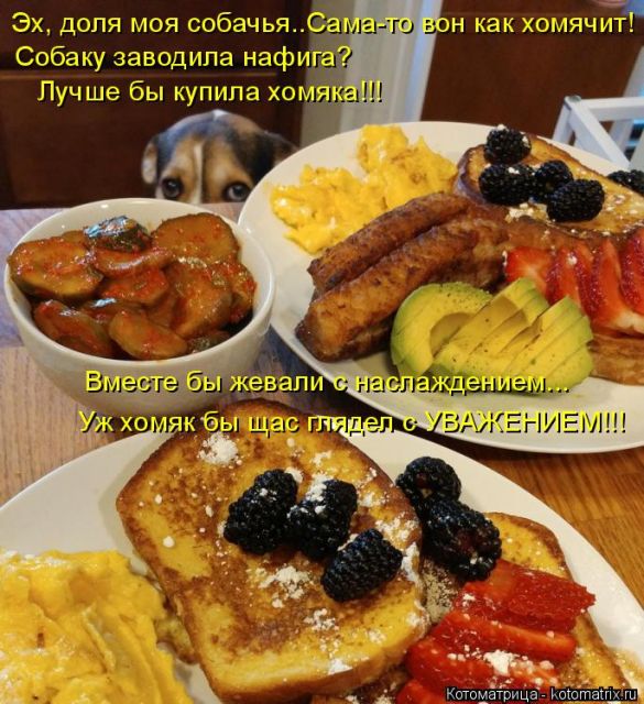 Лучшие котоматрицы недели