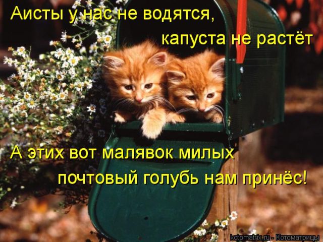 Лучшие котоматрицы недели