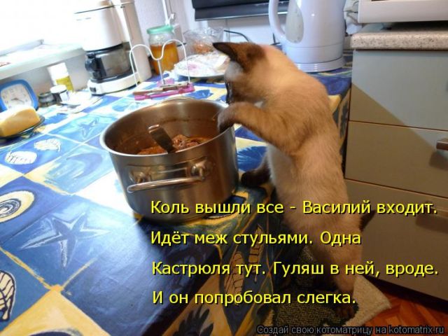 Лучшие котоматрицы недели