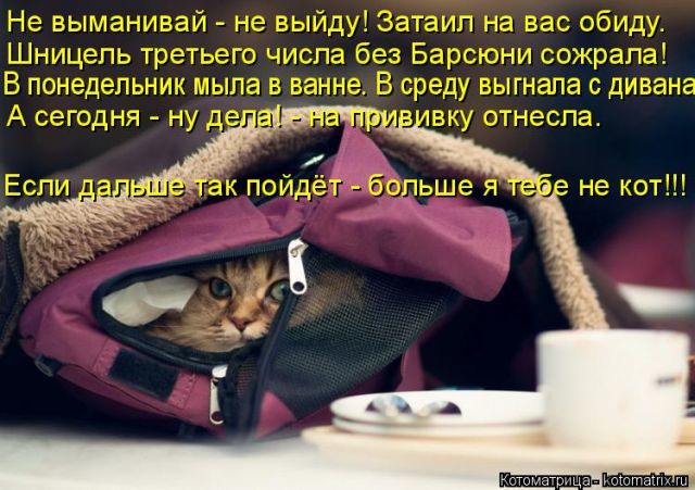 Лучшие котоматрицы недели