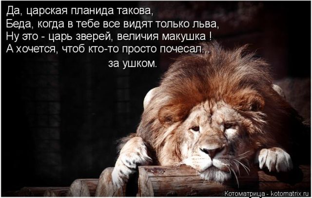 Лучшие котоматрицы недели