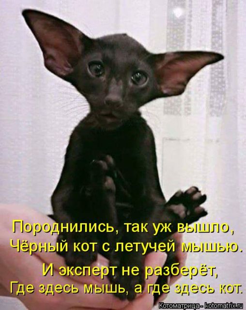 Лучшие котоматрицы недели